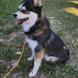 Lita - Pomsky