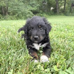 Flower - Black tri-color female Aussiedoodle puppy in Centerburg, Ohio from A Dose Of Doodle