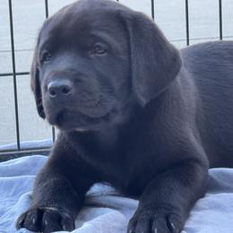 Labrador Retriever Puppies from GoFetchLabs