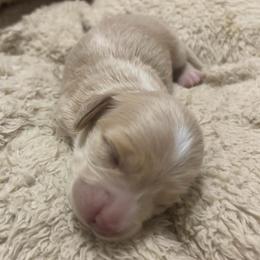 Merle - Cream male Dachshund puppy in Dobson, North Carolina from Oakleys Dachshund Haven