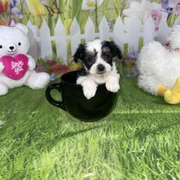 Oreo - Black & tan tri-color male Morkie puppy in Davie, Florida from Sweet Peluditos