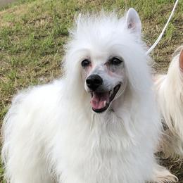 Poppi - Chinese Crested