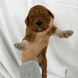 POMEGRANATE - Apricot male Goldendoodle puppy in Independence, Oregon from Ankeny Doodles
