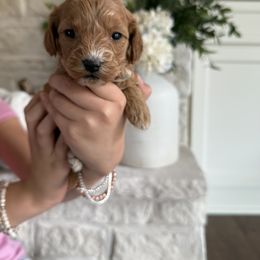 Cavapoochon Puppies from Doodles by design