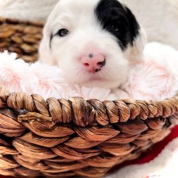 Sheepadoodle Puppies from Maplesierradoodles