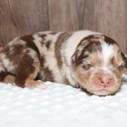 Shilo - Red merle female Miniature Australian Shepherd puppy in Guthrie, Oklahoma from Raised Right Pups