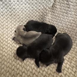 Pug Puppies from Texas Pugs