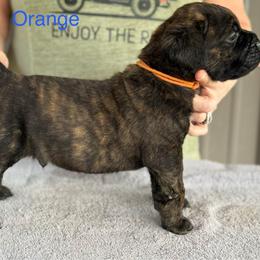 Orange Collar R - Black brindle male Cane Corso puppy in Paris, Texas from Knucklehead Cane Corso