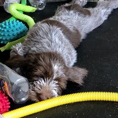 Labrador Retriever and Spinone Italiano Puppies from Pawleys Island Gun Dogs