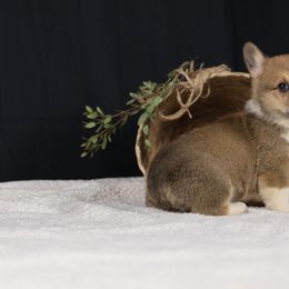 Pembroke Welsh Corgi Puppies from Corgi Companions
