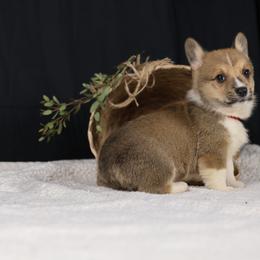 Pembroke Welsh Corgi Puppies from Corgi Companions