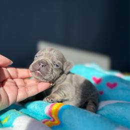 Taffy - Tricolors female French Bulldog puppy in Porter, Texas from Whatabulldog