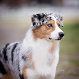 Jeanna - Australian Shepherd