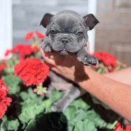 French Bulldog Puppies from Bailey Family Frenchies