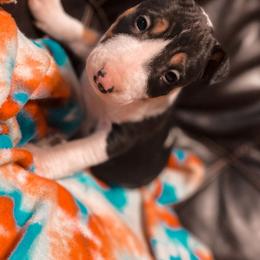 Bull Terrier and Poodle Puppies from The Dynasty