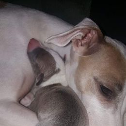 Italian Greyhound Puppies from Akaya Italian Greyhounds