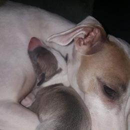 Italian Greyhound Puppies from Akaya Italian Greyhounds