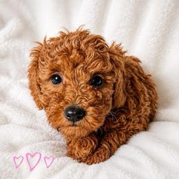 Sage - Red  female Poodle puppy in Warrensburg, Missouri from Supreme Doodles