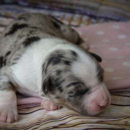 Miniature Australian Shepherd Puppies from Rocky Mountain Mini Aussies