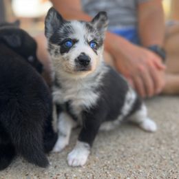 Pomsky Puppies from Ponderosa Pomskies