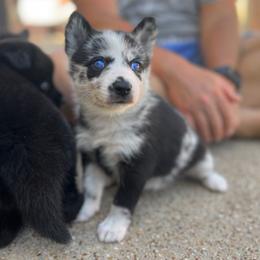 Pomsky Puppies from Ponderosa Pomskies