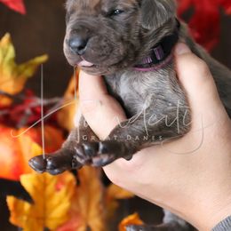Rayne - Blue female Great Dane puppy in Denison, Texas from Hundeity Great Danes