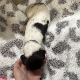 Latte (Purple) - Liver and white female German Shorthaired Pointer puppy in Westminster, Maryland from Mischieous Miss Daisy: GSP Puppies
