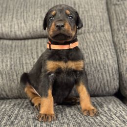 Orange Collar - Black and rust male Doberman Pinscher puppy in Lake City, Florida from Paintedcrazy Doberman Pinchers