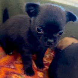 AKC Midnight - Black male Chihuahua puppy in Northern, Colorado from Wild Mountain Chihuahuas