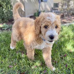 Jack - Red male Bernedoodle puppy in Springville, Utah from Oodles of Bernedoodles