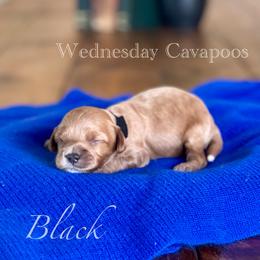 Black - Red male Cavapoo puppy in Coal City, Indiana from Wednesday & Co