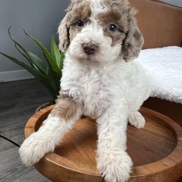 Girl 2 (name pending) - Merle female Goldendoodle puppy in Ottawa, Ohio from Simply Beautiful Goldendoodles