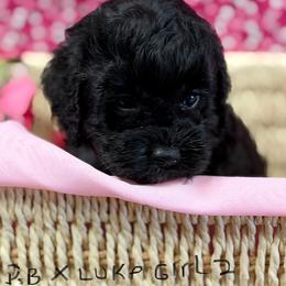 BB black girl - Black female Cockapoo puppy in Haines City, Florida from Camic Cockapoos