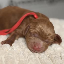 Red - Red female Australian Labradoodle puppy in Citrus Heights, California from Elite Blend Labradoodles