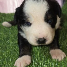 Girl 2 - female Australian Shepherd puppy in Lakeland, Florida from Aussies of Hope LLC