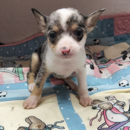 Echo - Merle male Chihuahua puppy in Henderson, Kentucky from Western Kentucky Chihuahua’s and Chinese Crested’s