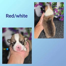 E7 - Red male Pembroke Welsh Corgi puppy in Jacksonville, Texas from ArmnalegRanch LLC