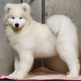 Samoyed Puppies from Snowshoe Samoyeds