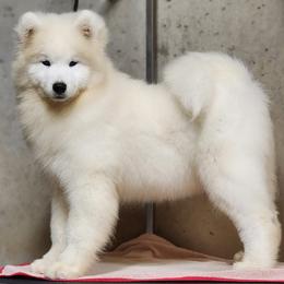 Samoyed Puppies from Snowshoe Samoyeds