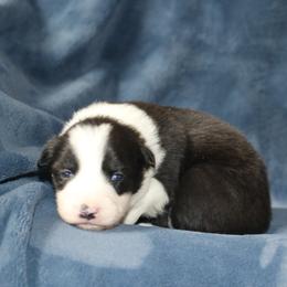 Opeli - Black female Border Collie puppy in Tiskilwa, Illinois from First Harmony Farms