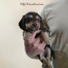 Marcus - Chocolate and cream male Dachshund puppy in Oklahoma City, Oklahoma from OkieDoxieland Dachshunds