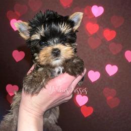 Locket - Black and gold female Yorkshire Terrier puppy in Kendallville, Indiana from Yorkies Kisses