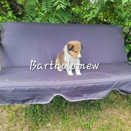 Bartholomew - Sable and white male Collie puppy in Mattoon, Illinois from Gold Leaf Collies