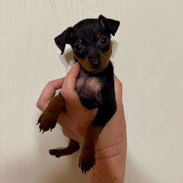 Preston - Black and tan male Miniature Pinscher puppy in Eatonton, Georgia from TNT Puppies