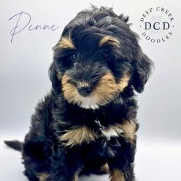 Penne - Tri-color female Bernedoodle puppy in Sugar Hill, Georgia from Deep Creek Doodles