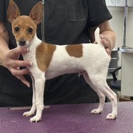 Toy Fox Terrier puppies from Ashwind kennels