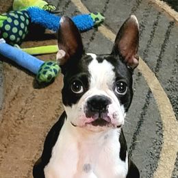 Luna - Boston Terrier