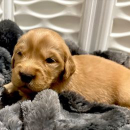Comet - Dark golden male Golden Retriever puppy in Seville, Ohio from Retriever Ranch