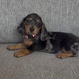 Dixie - Dapple female Dachshund puppy in Goodyear, Arizona from AZ Royal Doxies llc