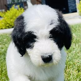 Sheepadoodle Puppies from M&B Puppy Love